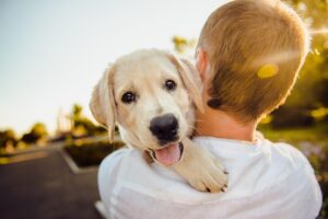 dog, adorable, animal, nature, cute, happiness, happy, man, pet, portrait, puppy, purebred, retriever
